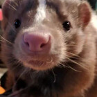 Menebunny