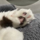 sleepiemuffin