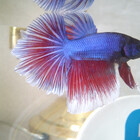 AntiGravityFish