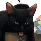 pancat-art