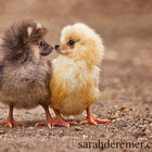 puppychicks