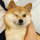 Shiba-shib