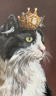 Catakovska