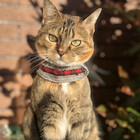 IrishLokiCat