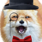 FoxesDoFly