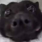 nestbones