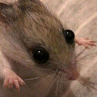 Rat-Skullz