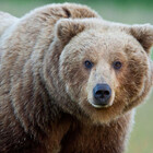 FrederickBear