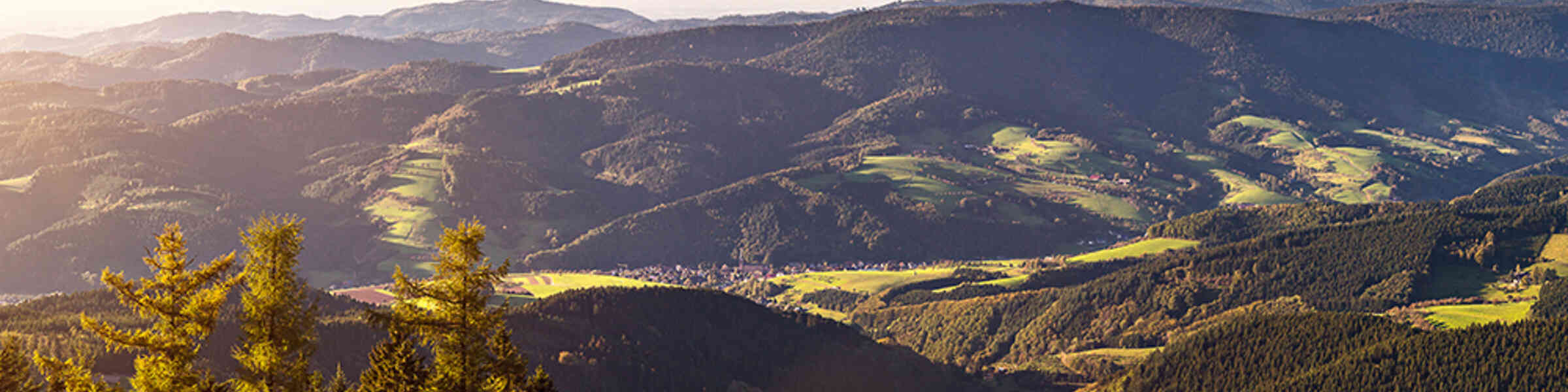 Banner des Künstlershops