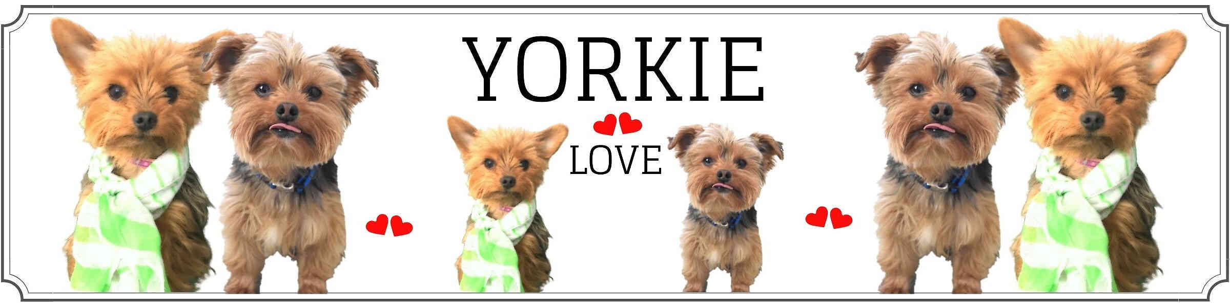 why do yorkies stare at you