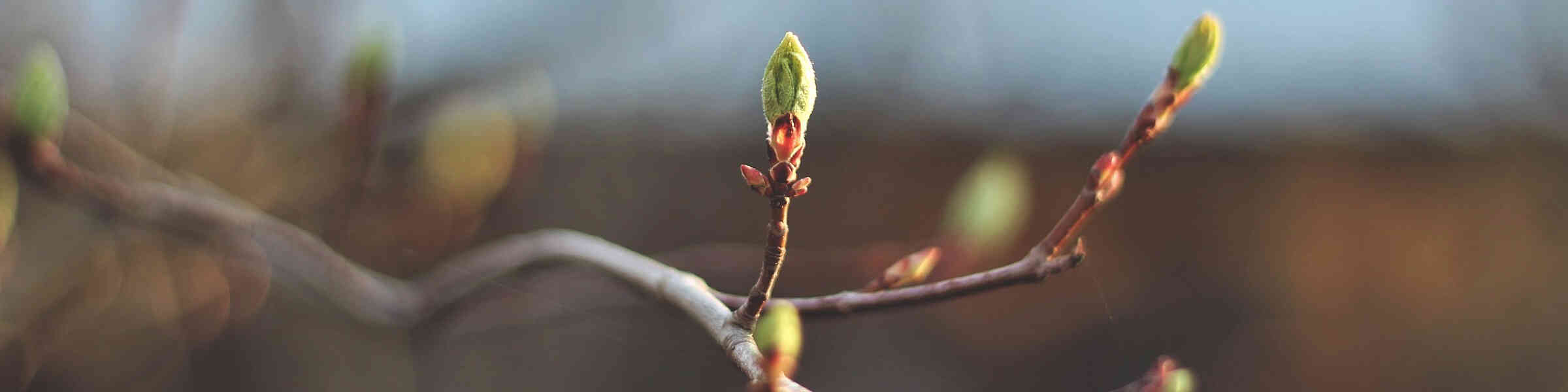 Rose Twisted Stalk, Rose Mandarin