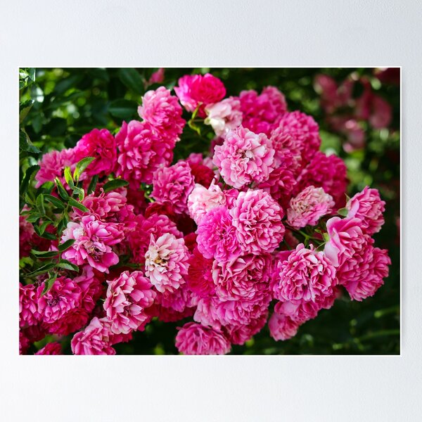 Item preview, Rose bunch designed and sold by debfaraday.