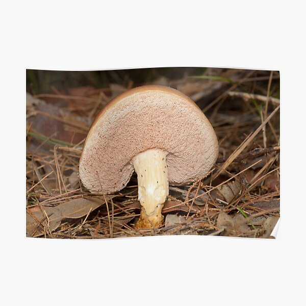 Fungus Poster