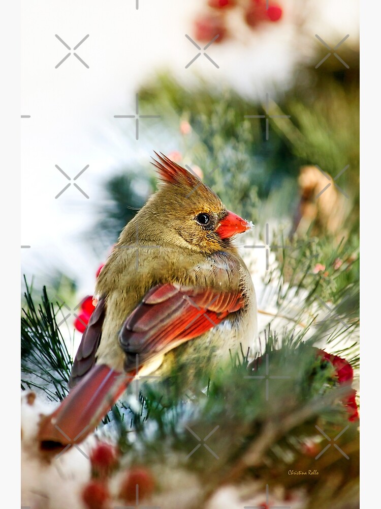 Female Cardinal by rollosphotos