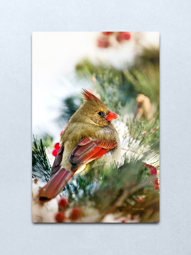 Alternate view of Female Cardinal Metal Print