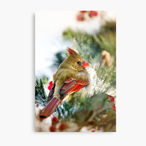 Female Cardinal Metal Print