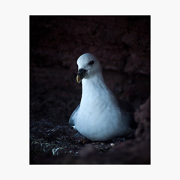 Item preview, Fulmar designed and sold by KWTImages.