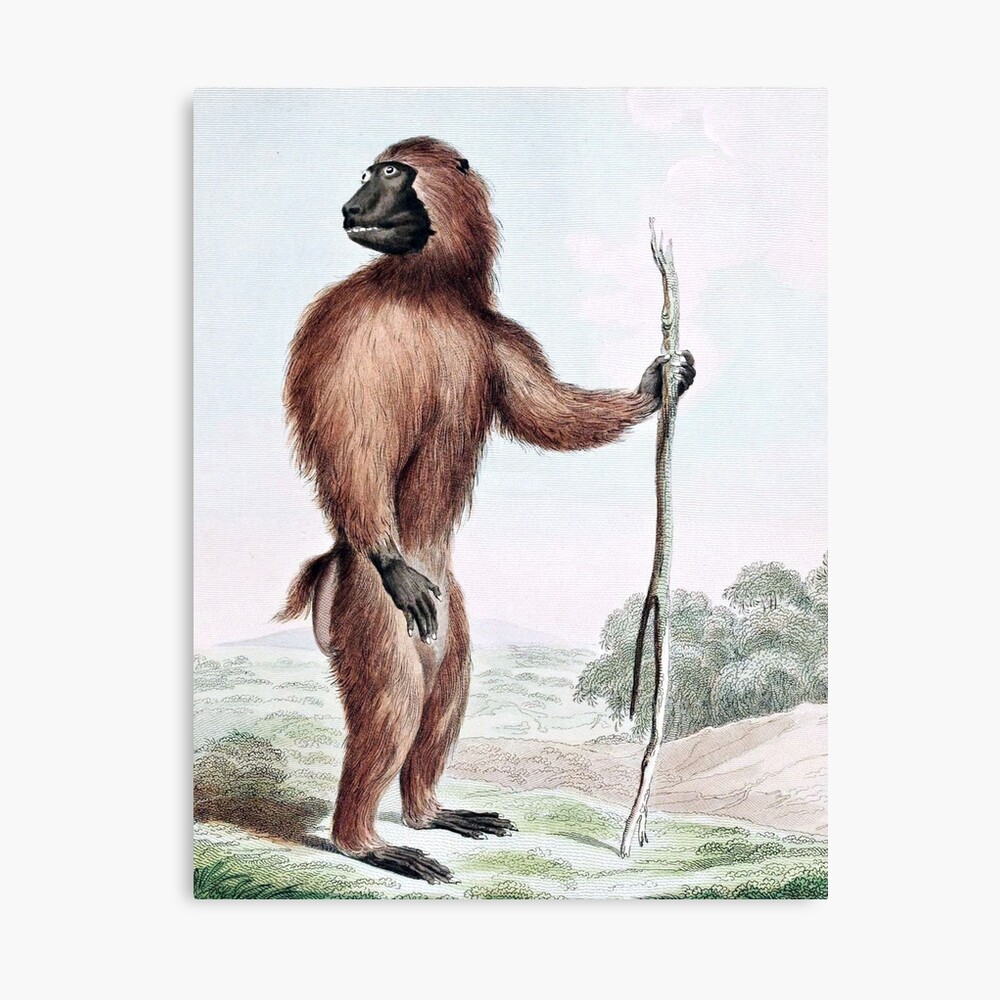 Wood Baboon with Walking Stick Journal for Sale by goldenmenagerie |  Redbubble