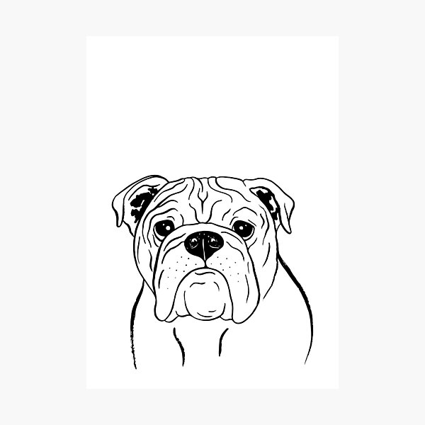 Lamina Fotografica Bulldog Ingles Rosa Y Frambuesa De Illucalliart Redbubble