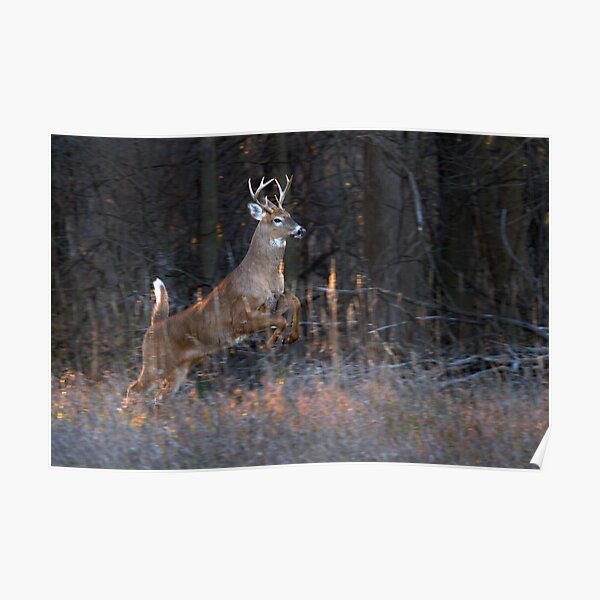 Buck Jump - White-tailed deer Poster