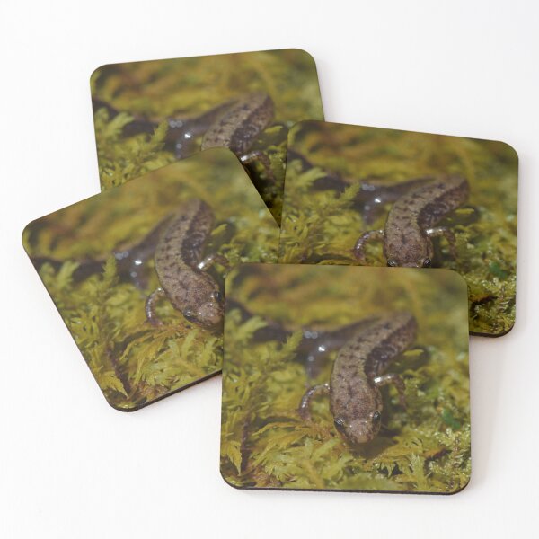 Item preview, Allegheny Mountain Dusky Salamander (Desmognathus ochrophaeus) designed and sold by Pauline Catling.