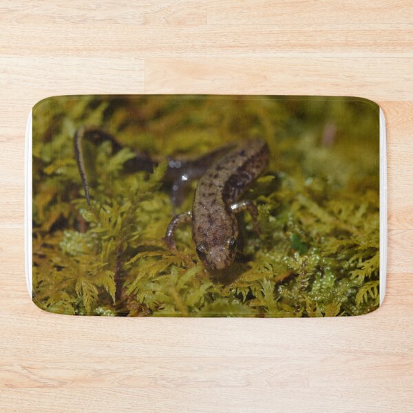 Item preview, Allegheny Mountain Dusky Salamander (Desmognathus ochrophaeus) designed and sold by Pauline Catling.