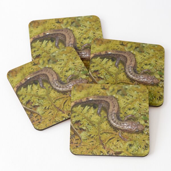 Item preview, Allegheny Mountain Dusky Salamander (Desmognathus ochrophaeus) designed and sold by Pauline Catling.