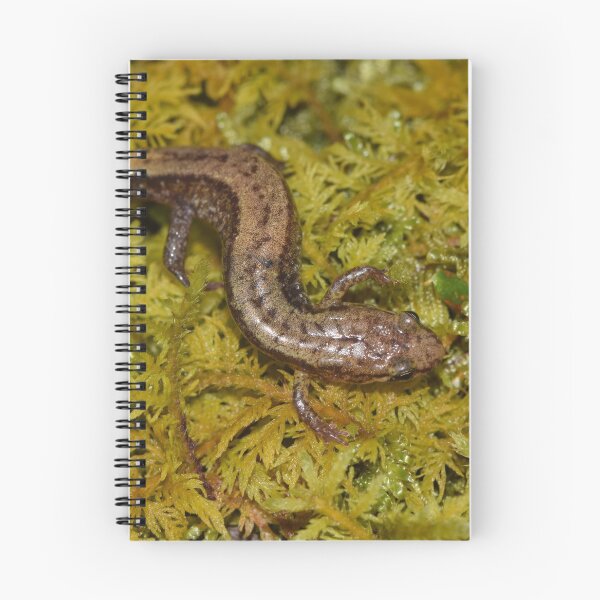 Item preview, Allegheny Mountain Dusky Salamander (Desmognathus ochrophaeus) designed and sold by Pauline Catling.