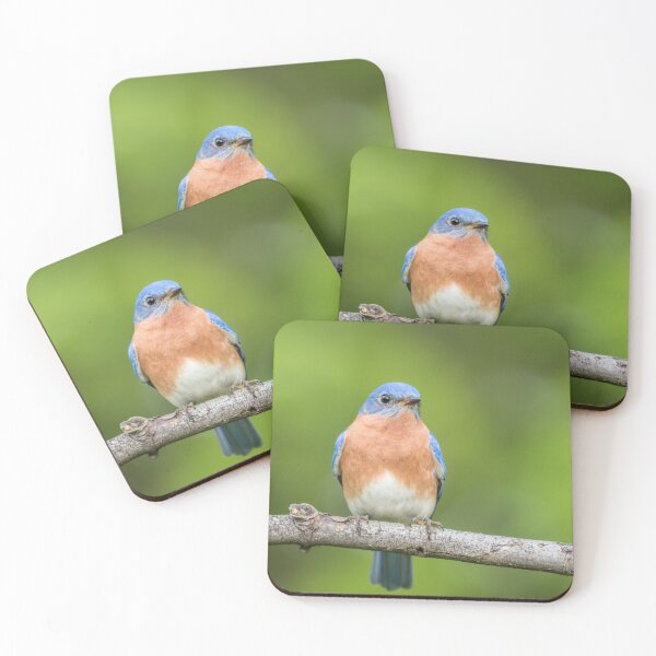 Item preview, Beautiful male Eastern Bluebird perched green background designed and sold by Rabbitti.