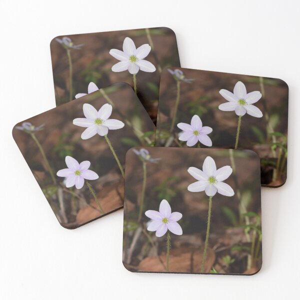 Item preview, Round-lobed Hepatica (Hepatica americana) designed and sold by Pauline Catling.