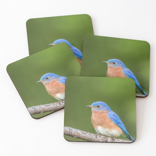 Item preview, Beautiful male Eastern Bluebird perched green background designed and sold by Rabbitti.