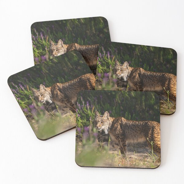 Artikelvorschau, Der Rückblick, Iberischer Luchs, Parque Nacional de Doñana, Spanien entworfen und verkauft von AndrewJonesFoto.