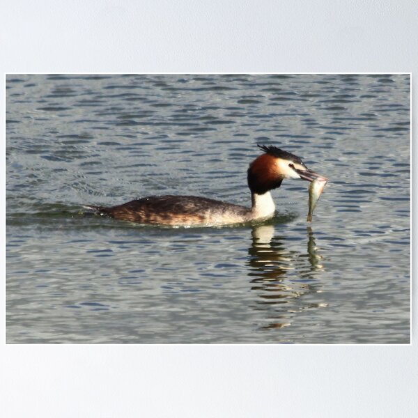 Artikelvorschau, Great Crested Grebe with a european perch entworfen und verkauft von DutchLumix.