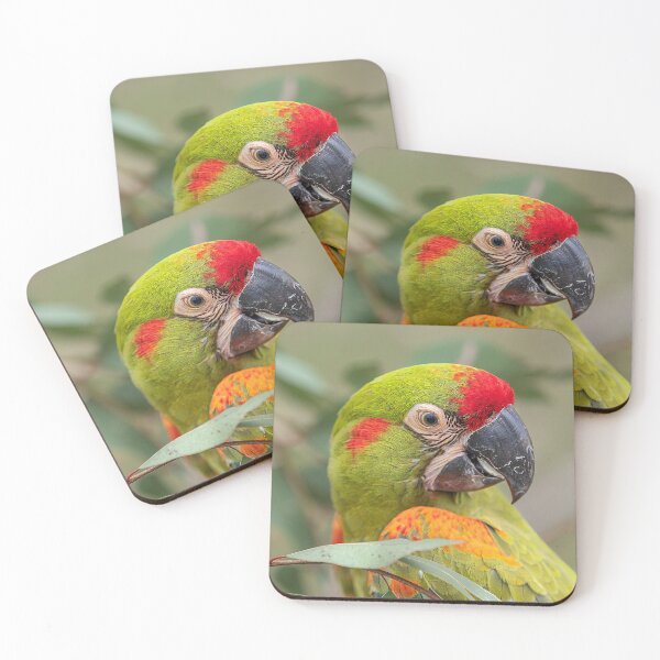 Item preview, Red-Fronted Macaw Eating designed and sold by KarenWillshaw.