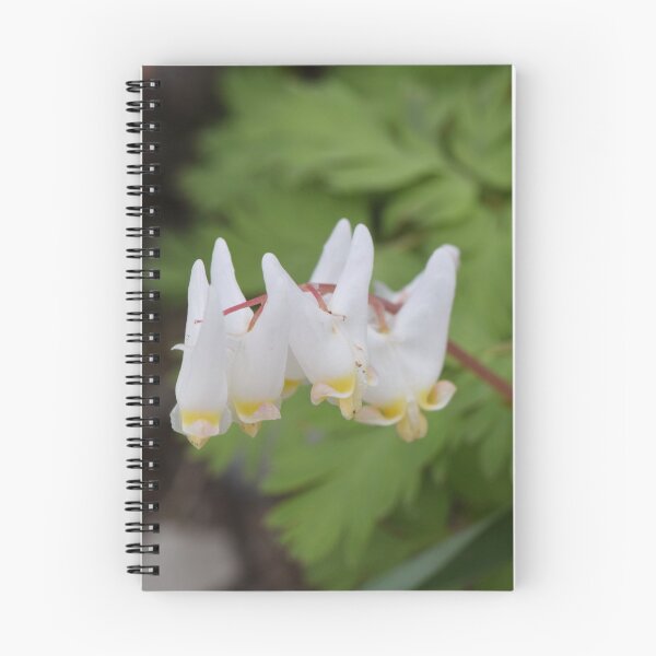 Item preview, Dutchman's breeches  (Dicentra cucullaria) designed and sold by Pauline Catling.