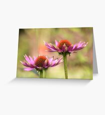 Echinacea Greeting Card
