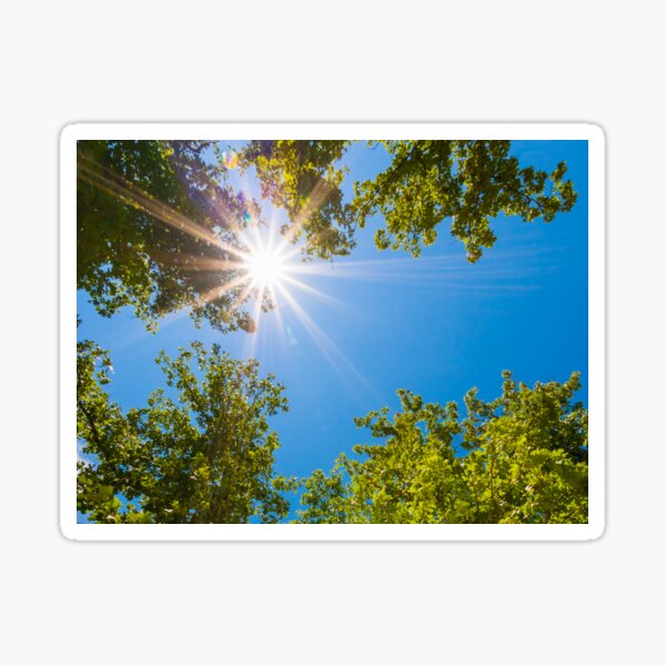 High Noon in Forest Sticker