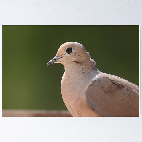 Item preview, Mourning Dove designed and sold by KansasA.
