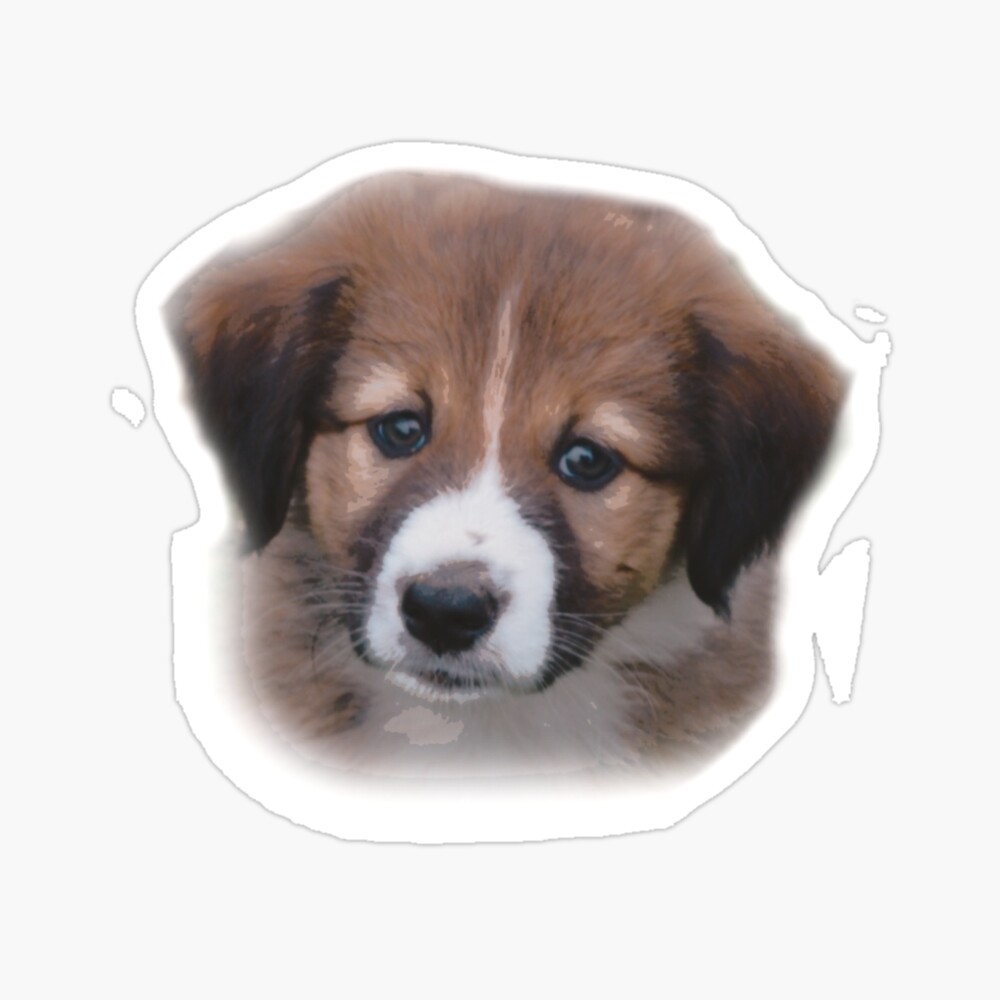 old time scotch collie puppies