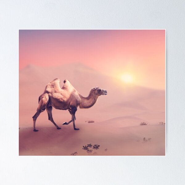 Le chameau, mammifère du désert à deux bosses