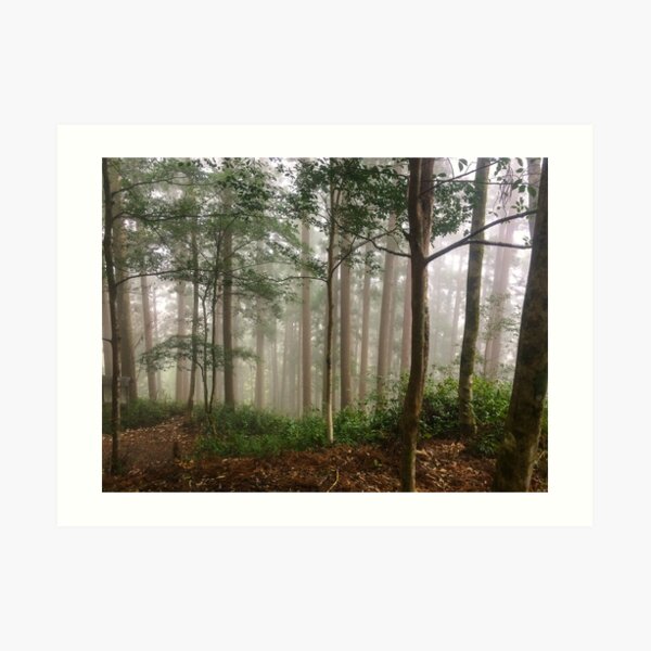 Cedar Mist Art Print