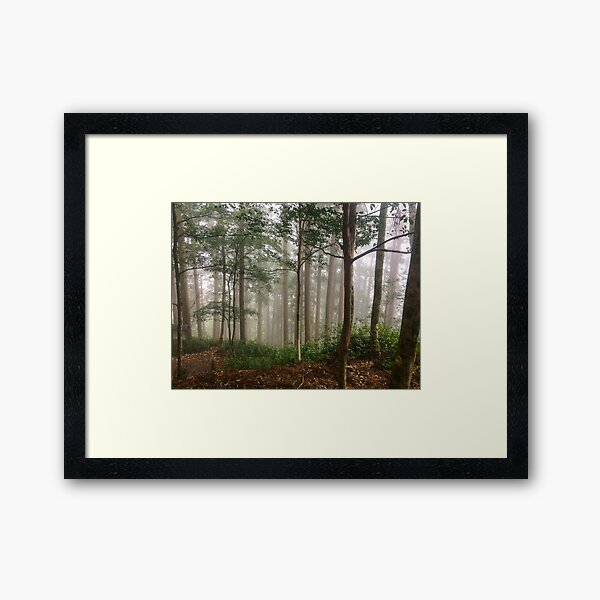 Cedar Mist Framed Art Print