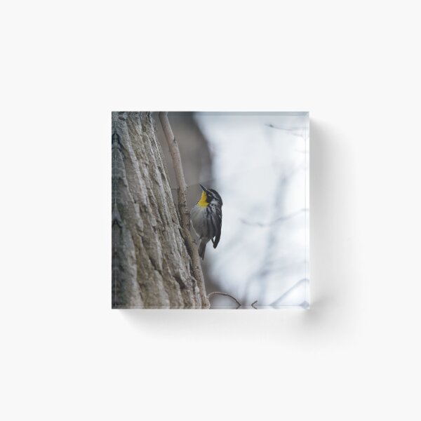 Item preview, Yellow-throated Warbler - Point Pelee National Park designed and sold by Pauline Catling.