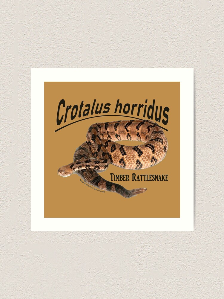 Crotalus Snake | 3D Print Model