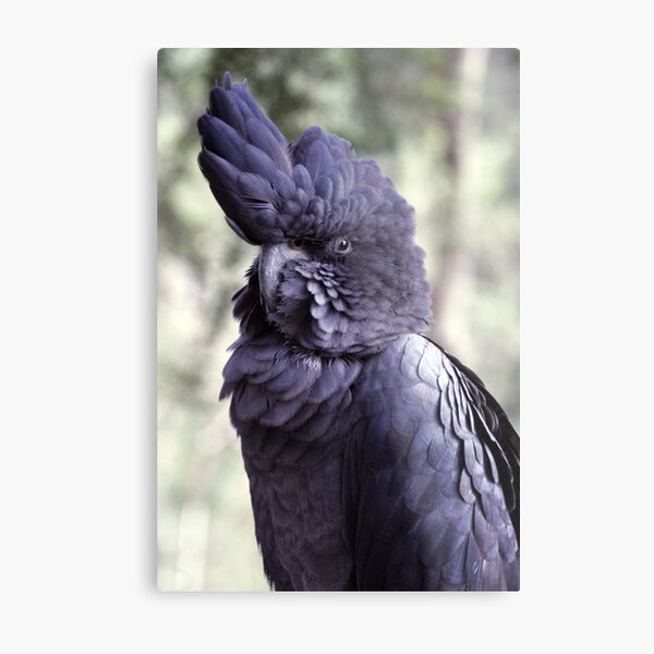 Black Cockatoo Metal Print
