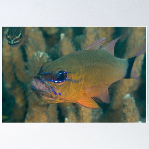 Item preview, Cardinalfish with Eggs designed and sold by Mark Rosenstein.