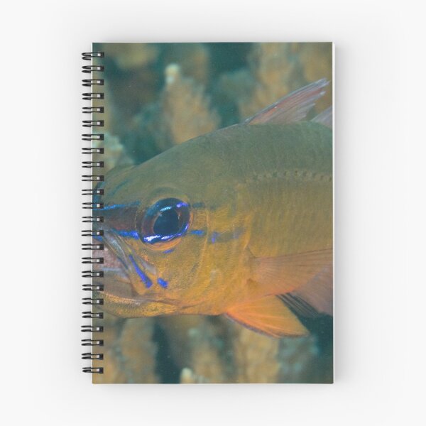 Item preview, Cardinalfish with Eggs designed and sold by Mark Rosenstein.