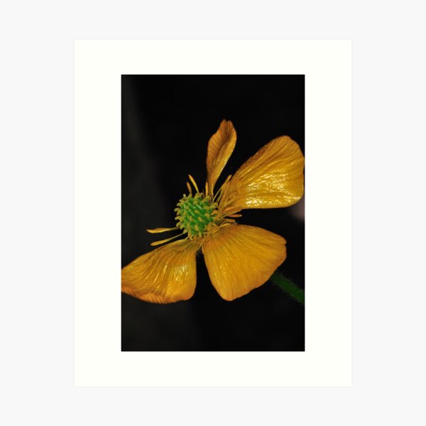 Tired Yet Vibrant Art Print