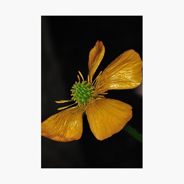 Tired Yet Vibrant Photographic Print