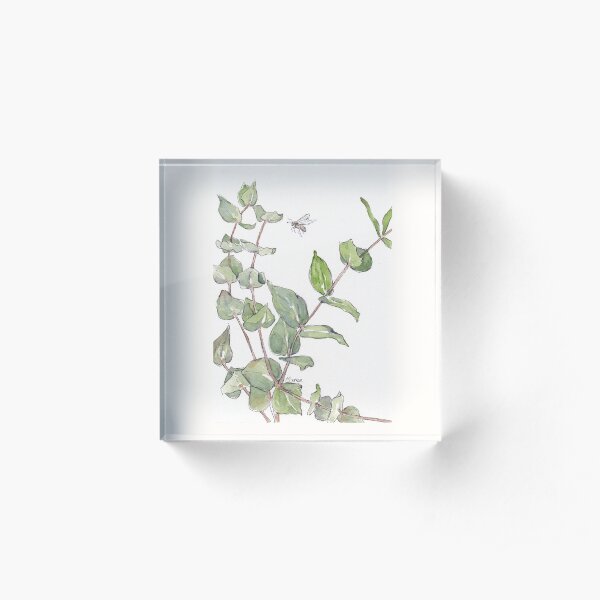 Gums and bees - Botanical illustration Acrylic Block